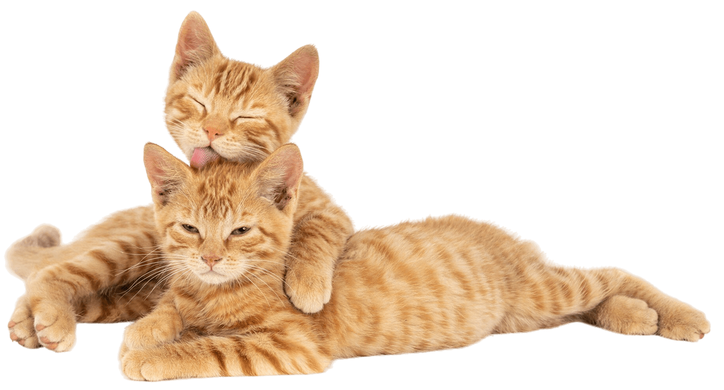 cats